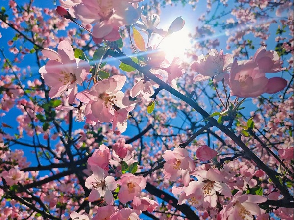 1679303418486037.jpeg 計(jì)劃財(cái)務(wù)部+圖片《一年之計(jì)在于春》+閆明+18392821593.jpg